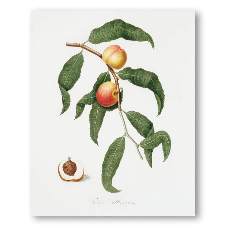 Peach by Giorgio Gallesio Art Print