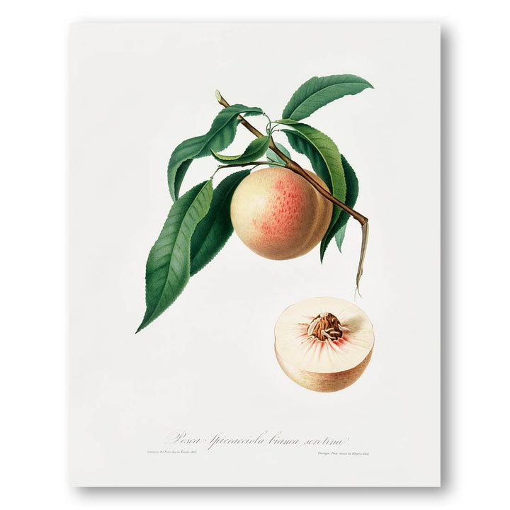 Peach by Giorgio Gallesio Art Print 2