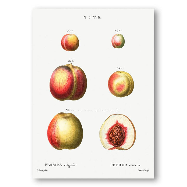 Peach by Duhamel Art Print