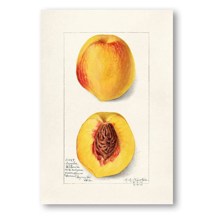 Peaches by Amanda Almira Newton Art Print