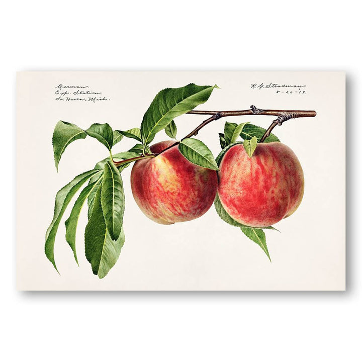 Peaches by Royal Charles Steadman Art Print