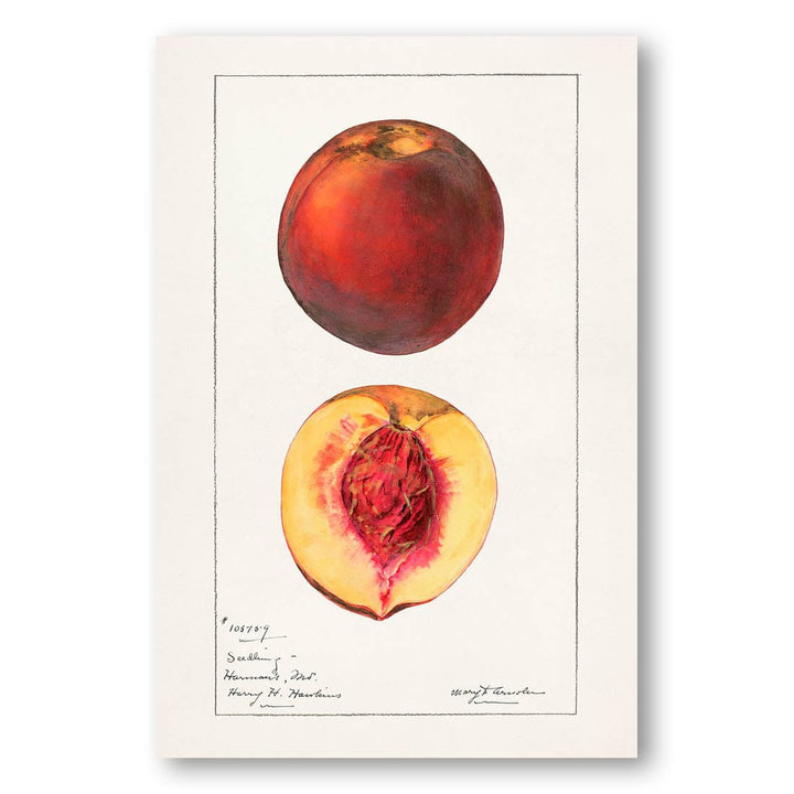 Peaches by Mary Daisy Arnold Art Print