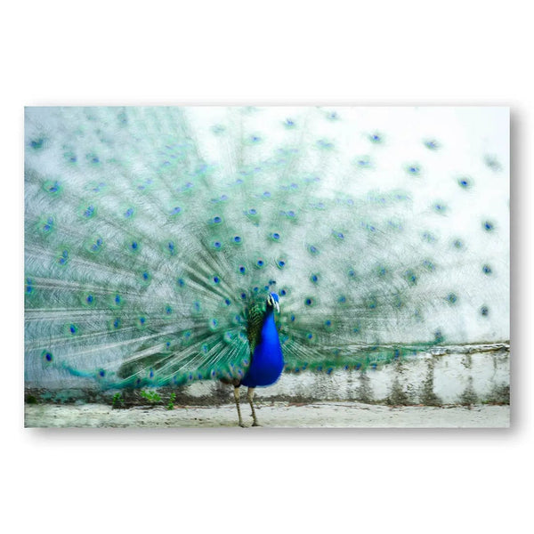 Majestic Plumage Peacock Photo Print