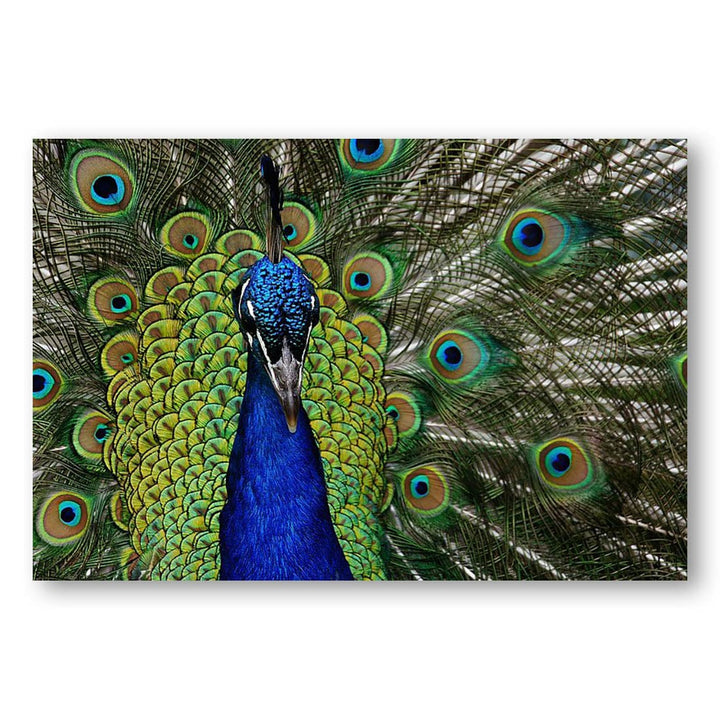 Peacock Portrait Art Print