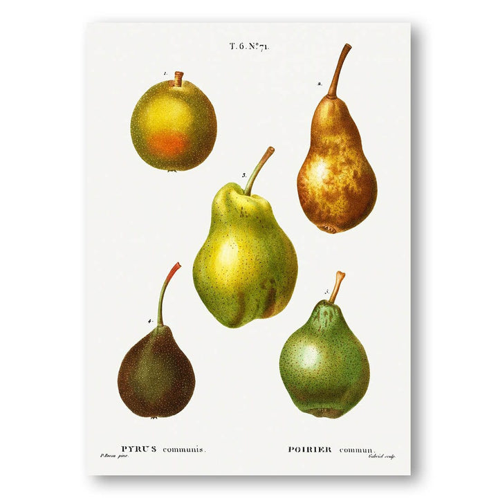 Pyrus Communis Pear Art Print