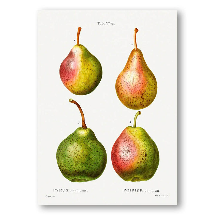 Pyrus communis Art Print