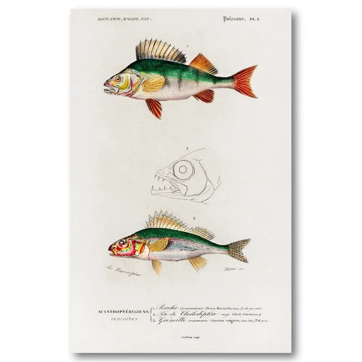 Perch and Ruffe Illustration Art Print