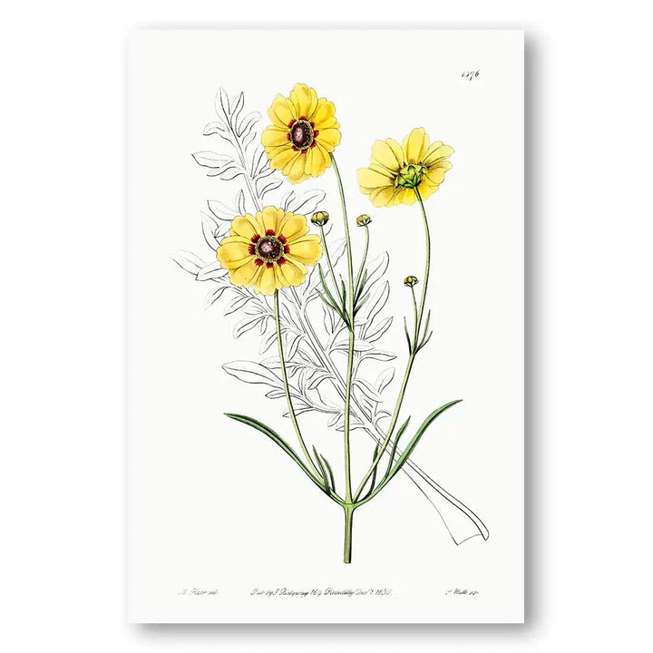 Golden Coreopsis Art Print