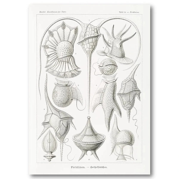 Peridinea Vintage Illustration Art Print