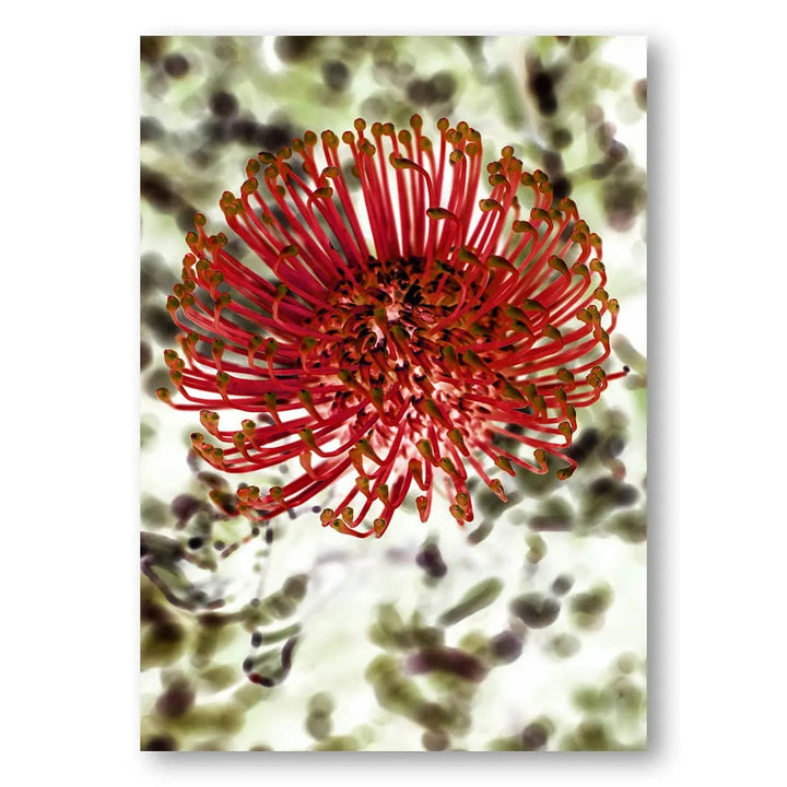 Blooming Pin Cushion Photo Print