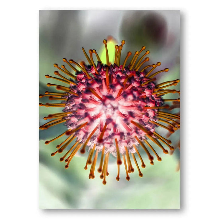 Pincushion Blooming Closeup Photo Print