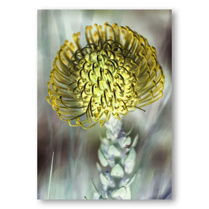 Pincushion In Bloom Photo Print