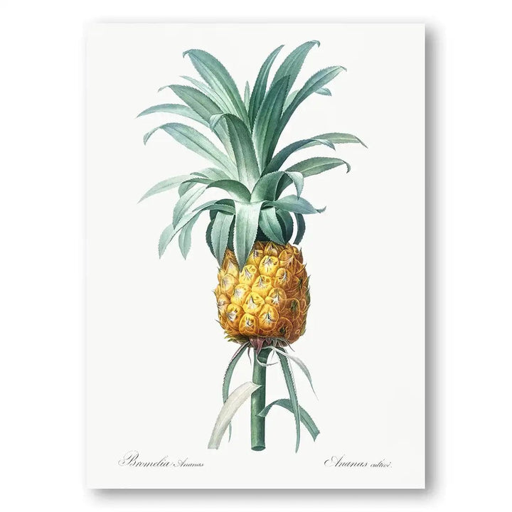 Pineapple Vintage Art Print