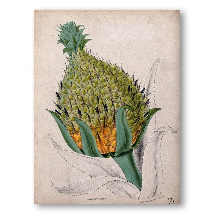 Pineapple by M. A. Burnett Art Print