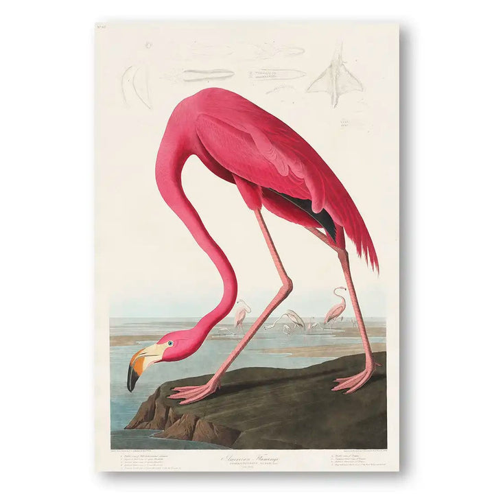 Pink Flamingo by John James Audubon Art Print