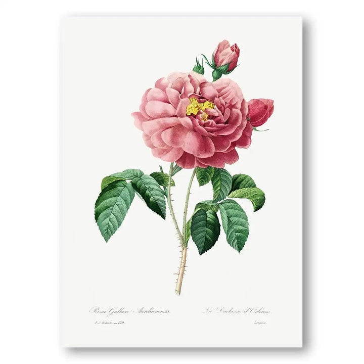 Pink Rose Vintage Botanical Art Print