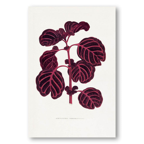 Pink Achyranthes Verschaffeltii Leaf Illustration Art Print