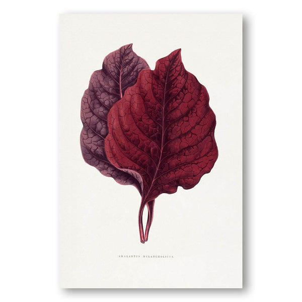 Pink Amarantus Leaf Illustration Art Print