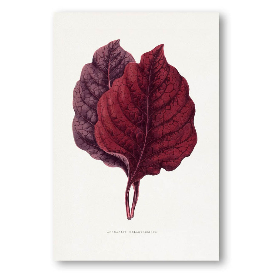 Pink Amarantus Leaf Illustration Art Print
