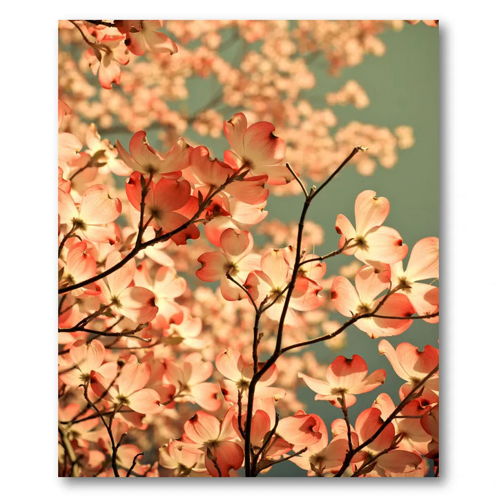 Pink Dogwood Blossoms Photo Print
