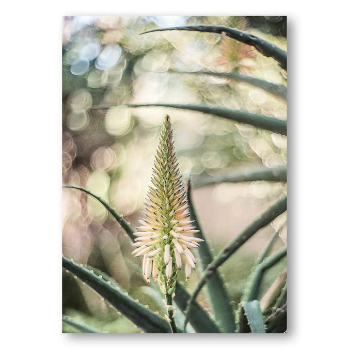 Pink Lady Blossom Photo Print