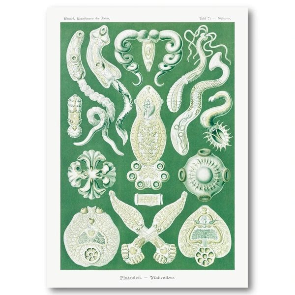 Haeckel Invertebrates Scientific Art Print