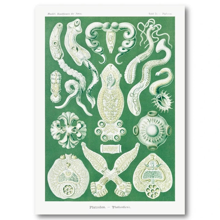 Haeckel Invertebrates Scientific Art Print