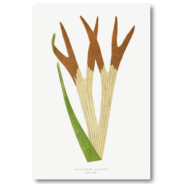 Staghorn Fern Botanical Art Print
