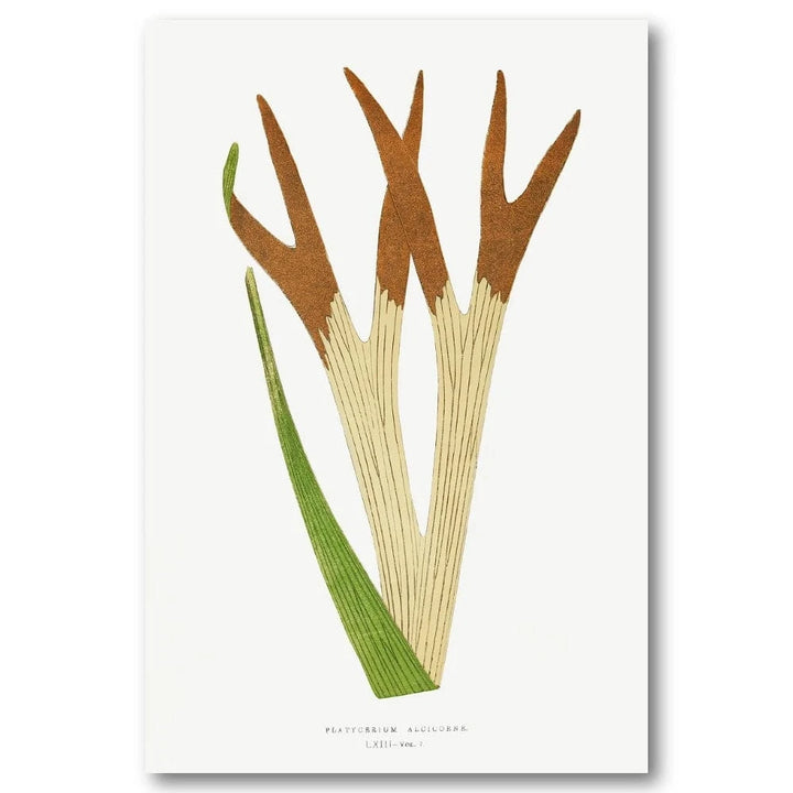 Staghorn Fern Botanical Art Print