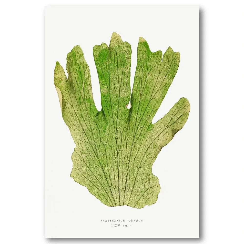 Platycerium Grande vintage print, one of the pair