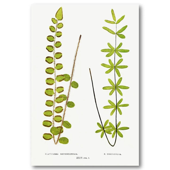 Platyloma Ferns Botanical Art Print