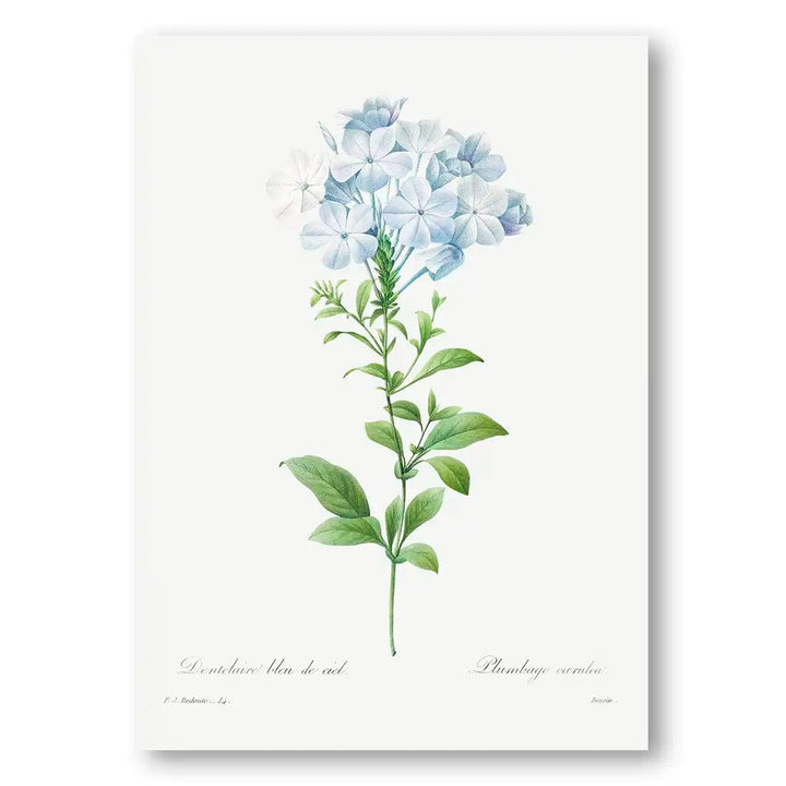 Celestial Plumbago Vintage Art Print