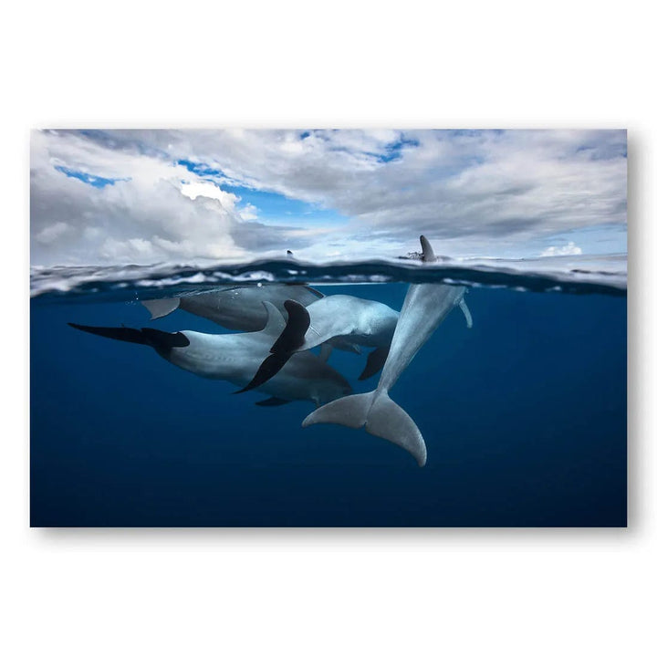 Oceanic Dolphin Serenity Photo Print