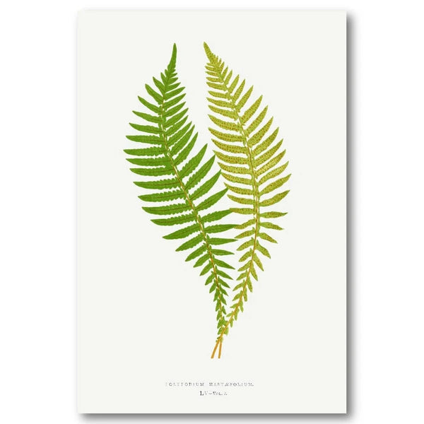 Polypodium Botanical Illustration Art Print