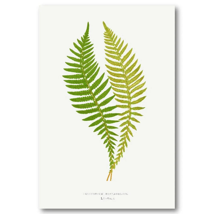 Polypodium Botanical Illustration Art Print