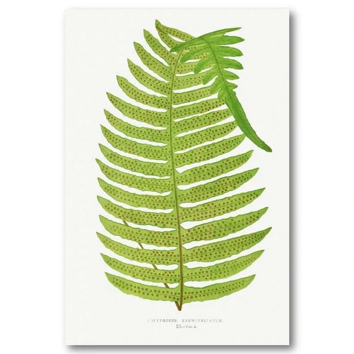Polypodium Karwinskianum Botanical Art Print