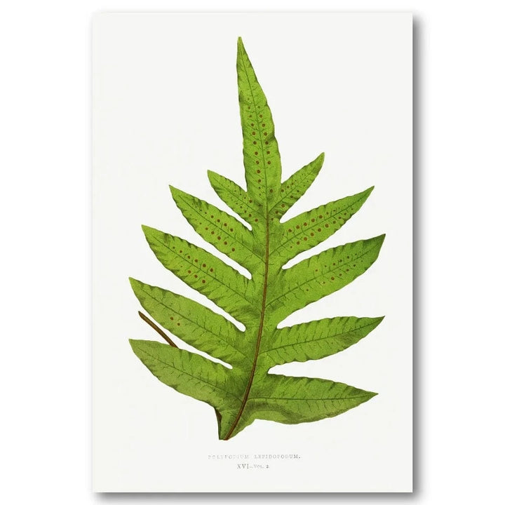 Victorian Fern Illustration Art Print