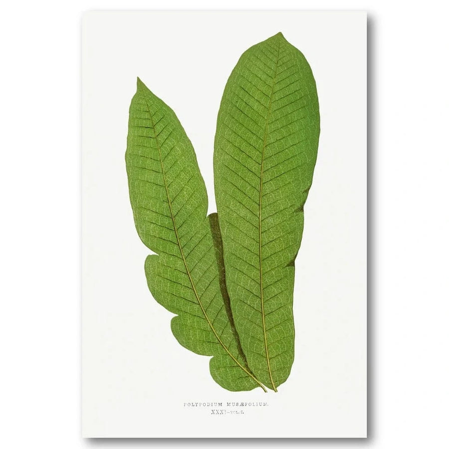 Polypodium Musaefolium Botanical Art Print