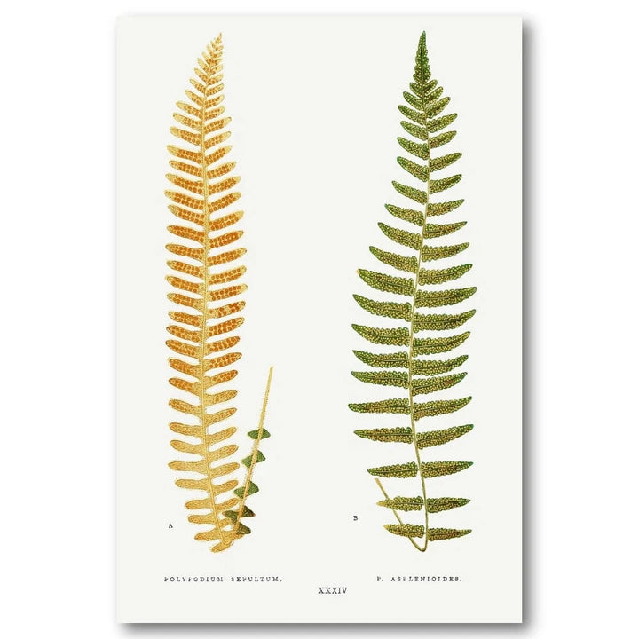 Polypodium Fern Botanical Art Print