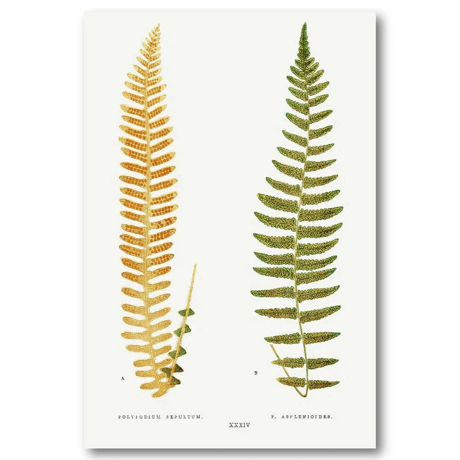 Polypodium Fern Botanical Art Print