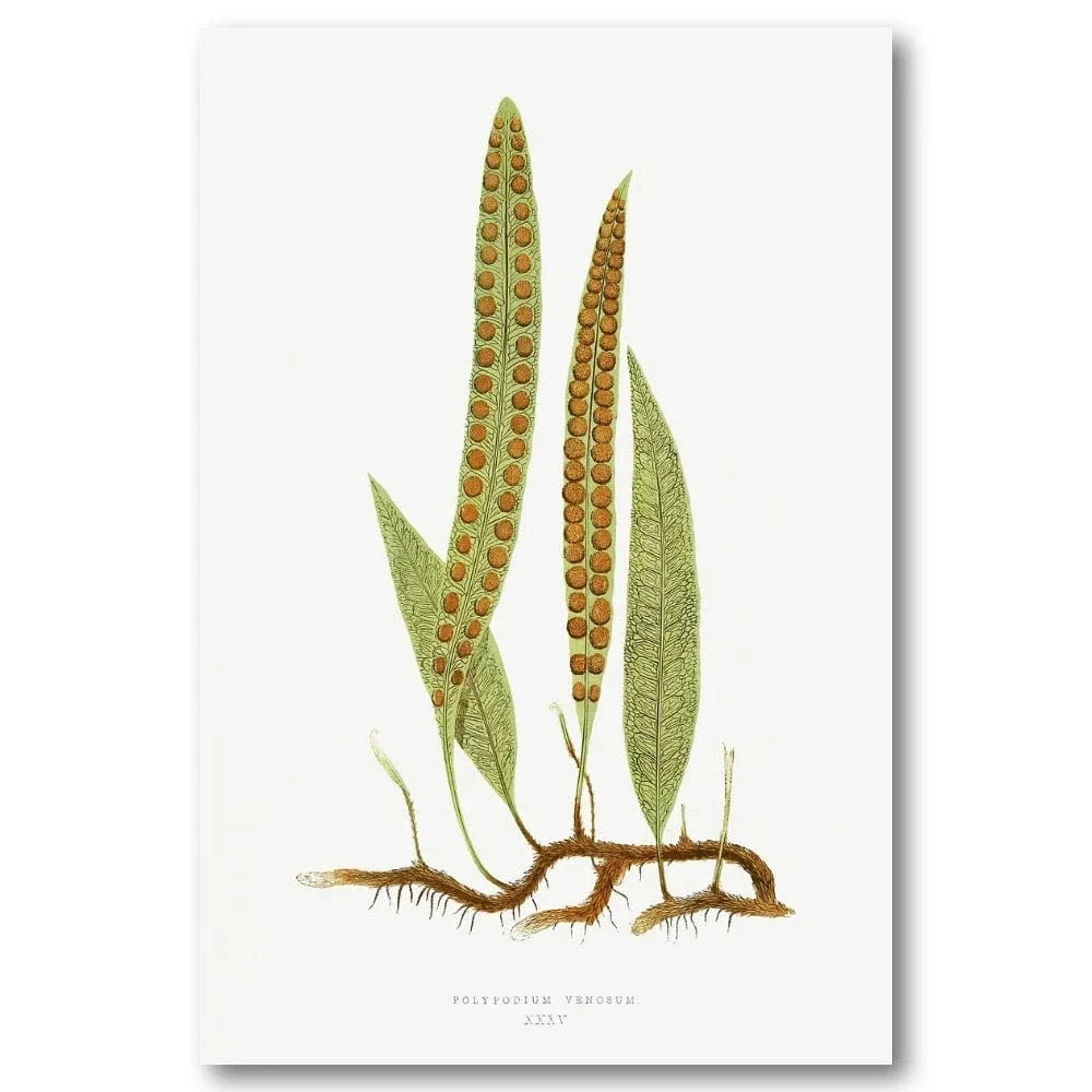 Polypodium Venosum vintage print, one of the pair