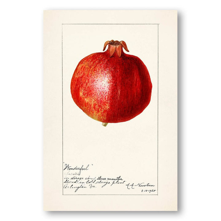 Wonderful Pomegranate by Amanda Almira Newton Art Print