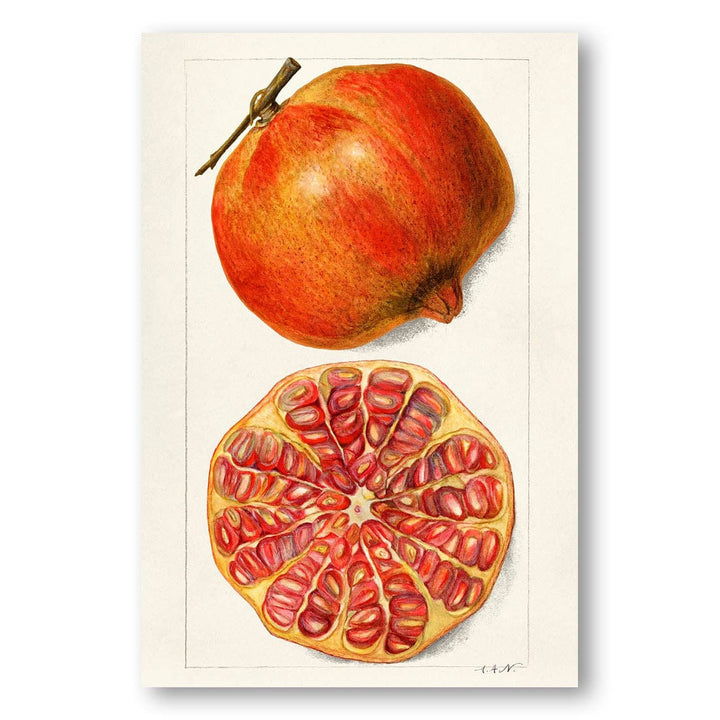 Pomegranates by Amanda Newton Art Print