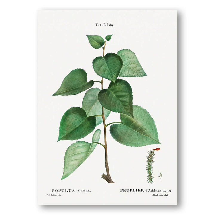 Populus Graeca vintage print, one of the pair
