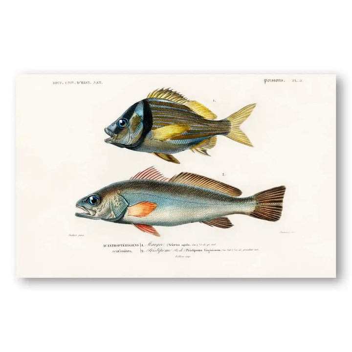 Porkfish & Shadefish Vintage Fish Art Print