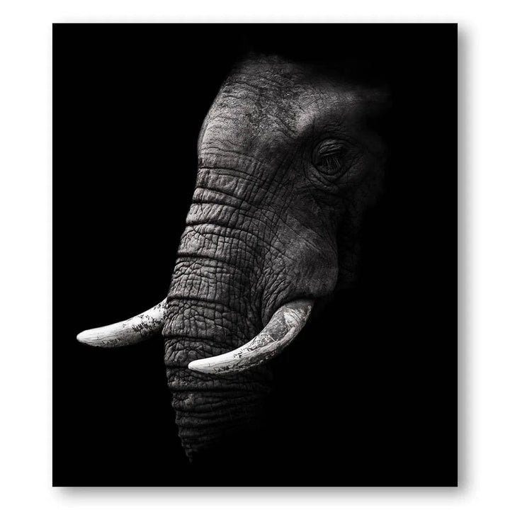 Elephant Portrait Photo Print