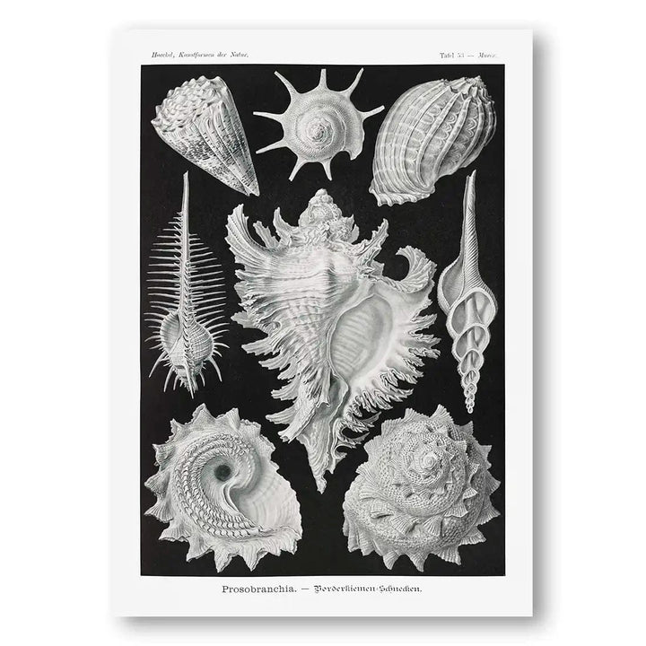 Prosobrachia-Dorderkiemen Schnecken Shell Art Print