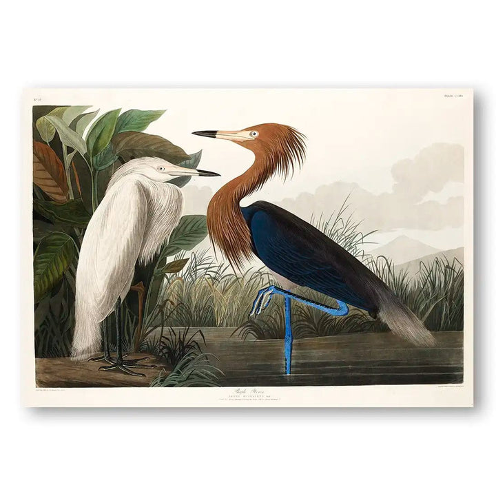 Purple Heron by John James Audubon Art Print