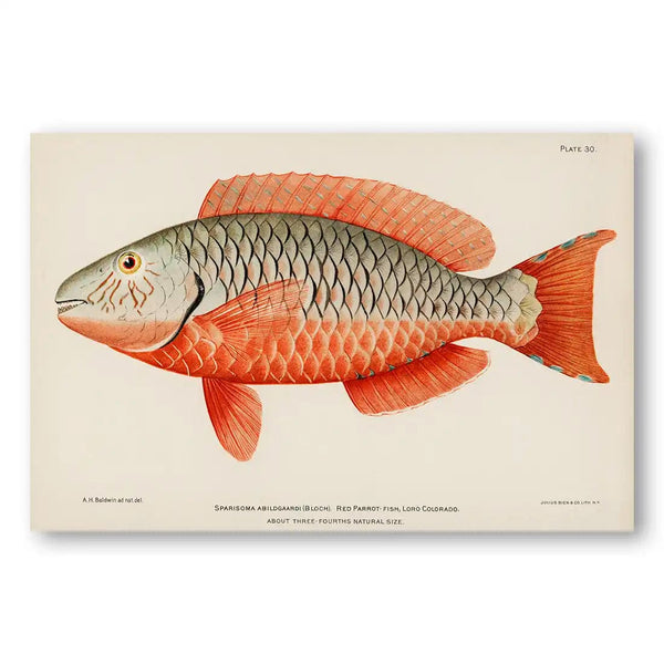 Red Parrot Tropical Vintage Fish Art Print