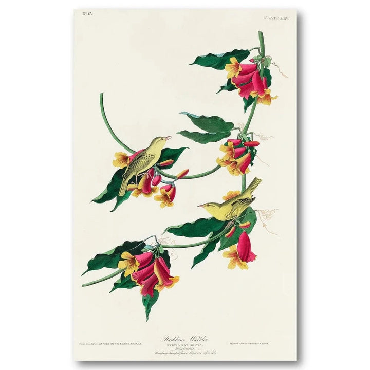 Rathbone Warbler Audubon Art Print